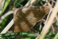Paracolax tristalis