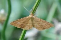 Idaea ochrata