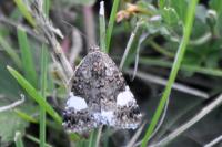 Tyta luctuosa