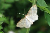 Idaea fuscovenosa
