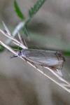 Chrysoteuchia culmella