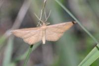 Idaea ochrata