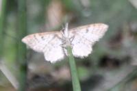 Idaea ochrata