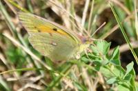 Colias crocea