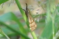 Chrysocrambus linetella