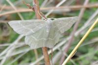 Thalera fimbrialis