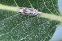 Zeiraphera isertana