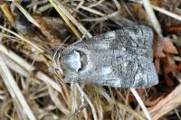 Cossus cossus