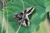 Autographa gamma