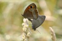 Maniola jurtina