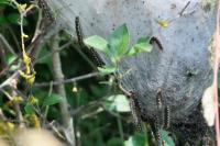 Eriogaster lanestris