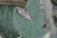 Zeiraphera isertana