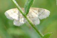 Idaea macilentaria