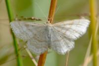 Idaea macilentaria