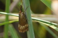Chrysocrambus linetella