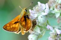 Ochlodes sylvanus