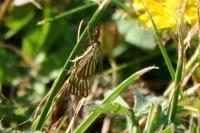 Chrysocrambus linetella