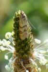 Homoeosoma sinuella