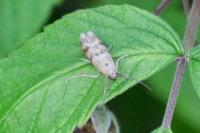 Homoeosoma sinuella