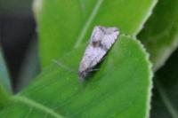 Celypha striana