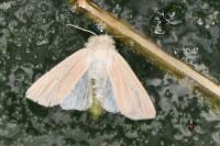Mythimna pallens