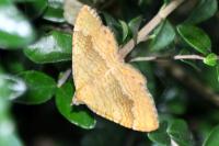 Camptogramma bilineata