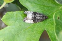 Hedya nubiferana