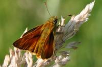 Ochlodes sylvanus