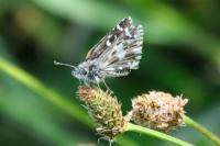 Pyrgus malvae