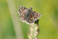 Pyrgus malvae