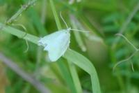 Tortrix viridana