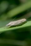Crambus lathoniellus