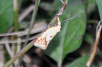 Agapeta hamana