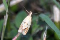 Agapeta hamana