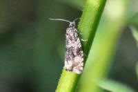Celypha lacunana