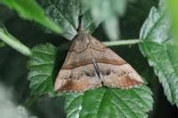 Hypena proboscidalis