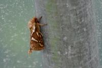 Korscheltellus lupulinus