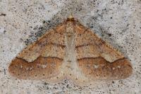 Phigaliohybernia marginaria
