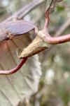 Tortricodes alternella