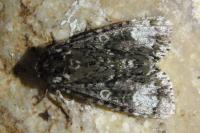 Craniophora ligustri