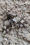 Biston strataria