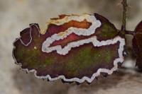 Stigmella aurella
