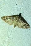 Gymnoscelis rufifasciata