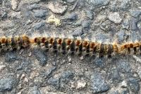 Thaumetopoea pityocampa