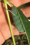 Smerinthus ocellatus
