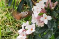 Macroglossum stellatarum