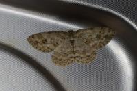 Ectropis crepuscularia