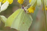 Gonepteryx rhamni