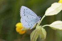 Celastrina argiolus