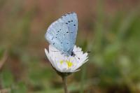 Celastrina argiolus